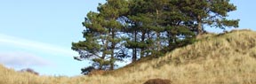 Duinen Noord-Holland